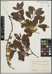 Foto von Salix piperi Bebb